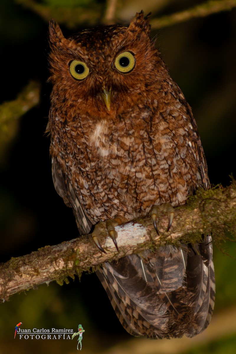 Bare-shanked Screech-Owl - Juan Carlos Ramírez Castro