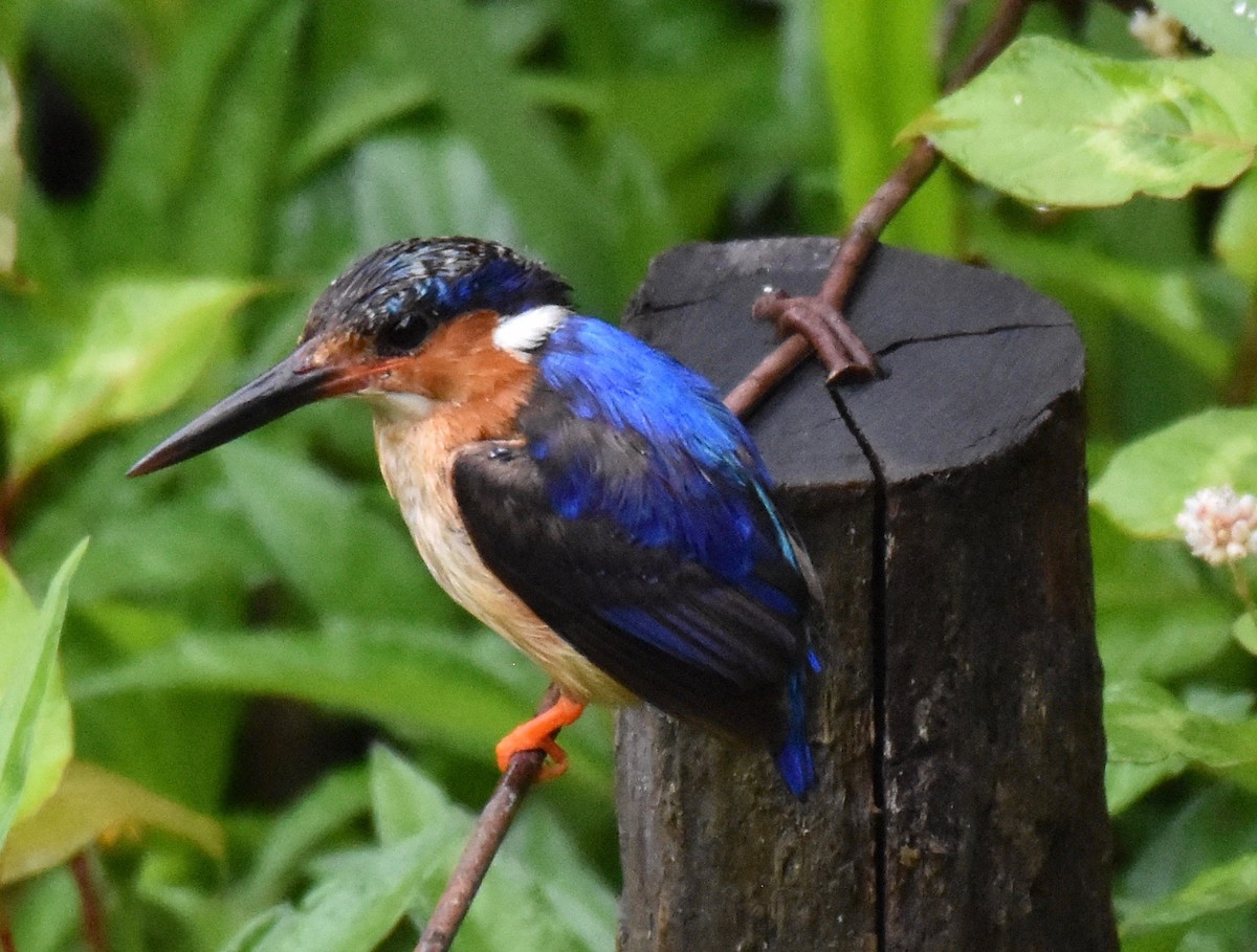 Malagasy Kingfisher - Suzette Stitely