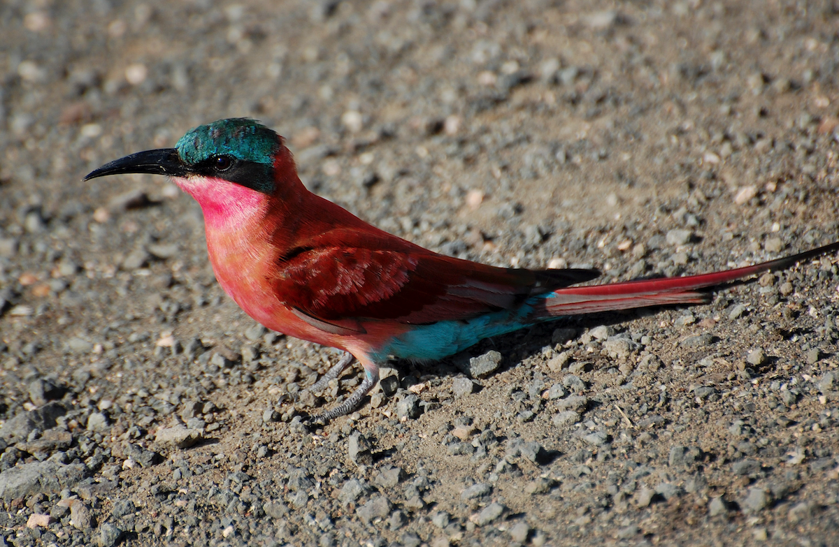 Southern Carmine Bee-eater - Alistair Routledge