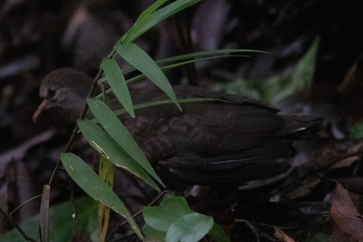quail-dove sp. - ML184513441