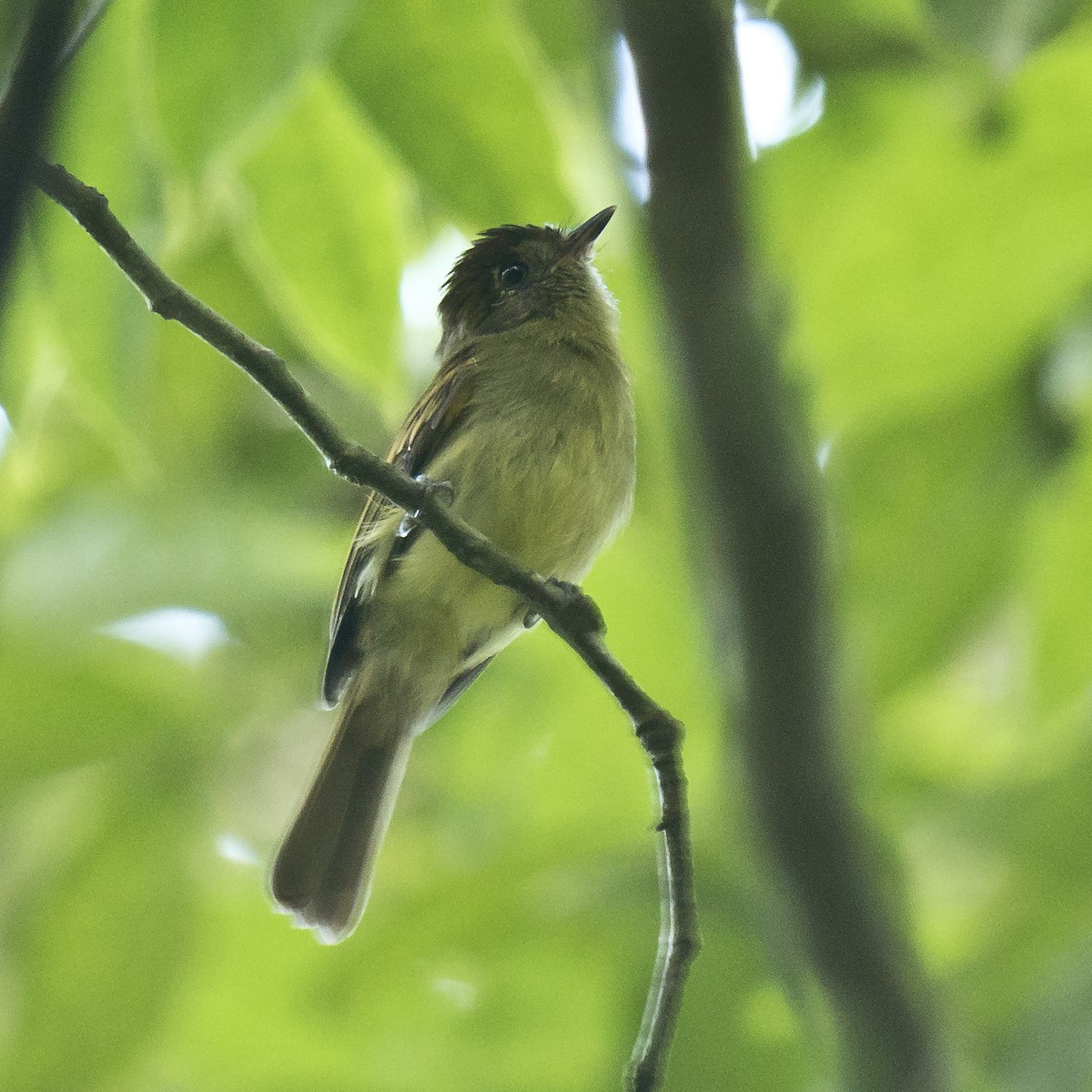 Sepia-capped Flycatcher - ML184516841