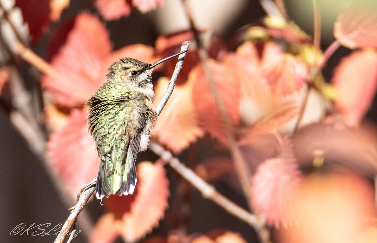 Black-chinned Hummingbird - ML184517001