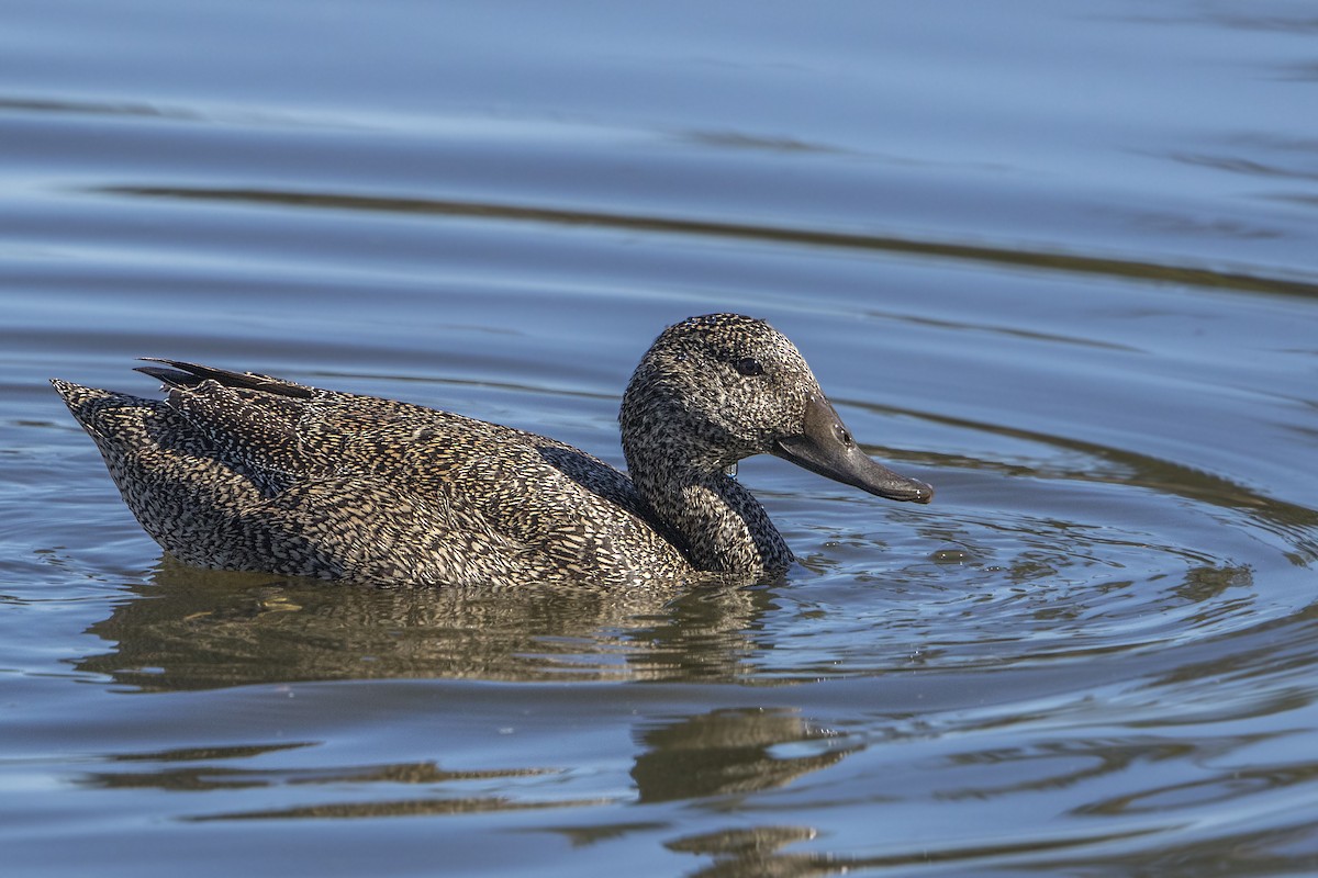 Freckled Duck - ML184517221