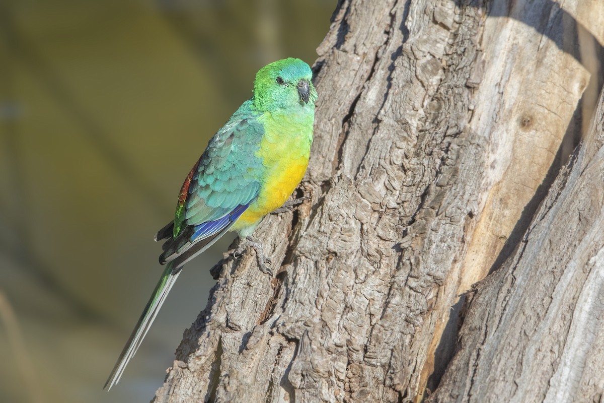 Red-rumped Parrot - ML184517481