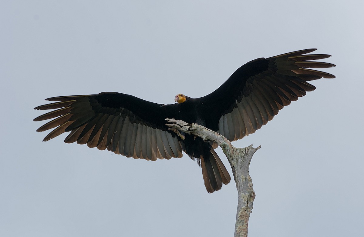 Greater Yellow-headed Vulture - LUCIANO BERNARDES