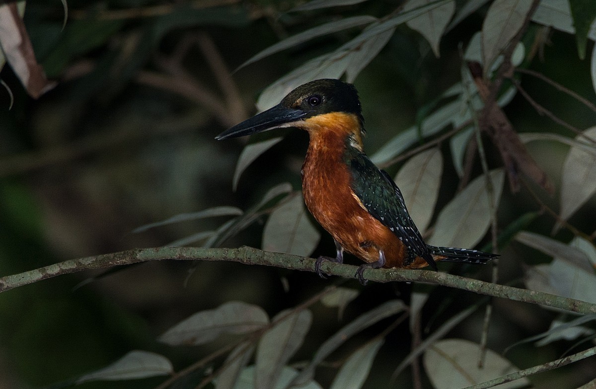 Green-and-rufous Kingfisher - LUCIANO BERNARDES