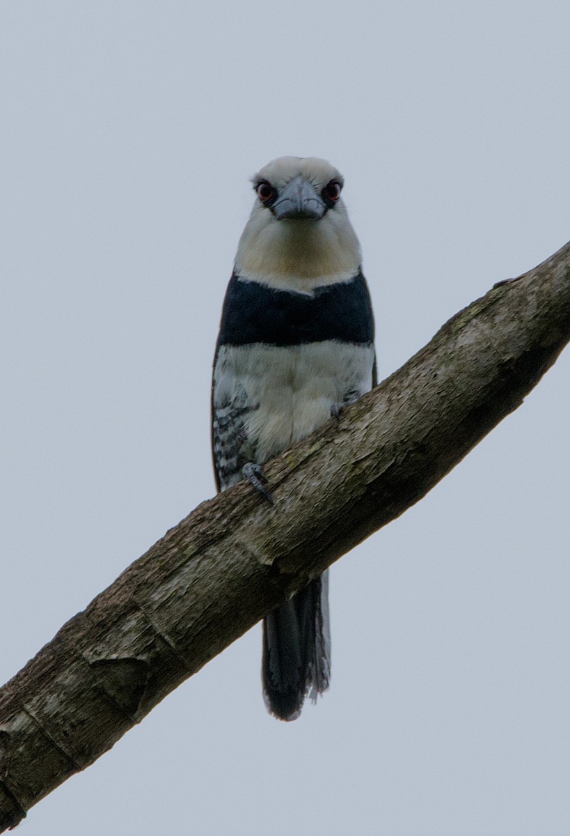 White-necked Puffbird - LUCIANO BERNARDES