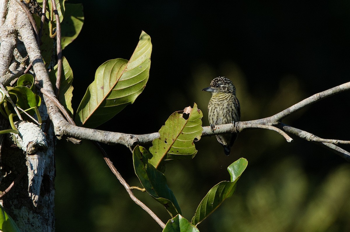 Bar-breasted Piculet - LUCIANO BERNARDES
