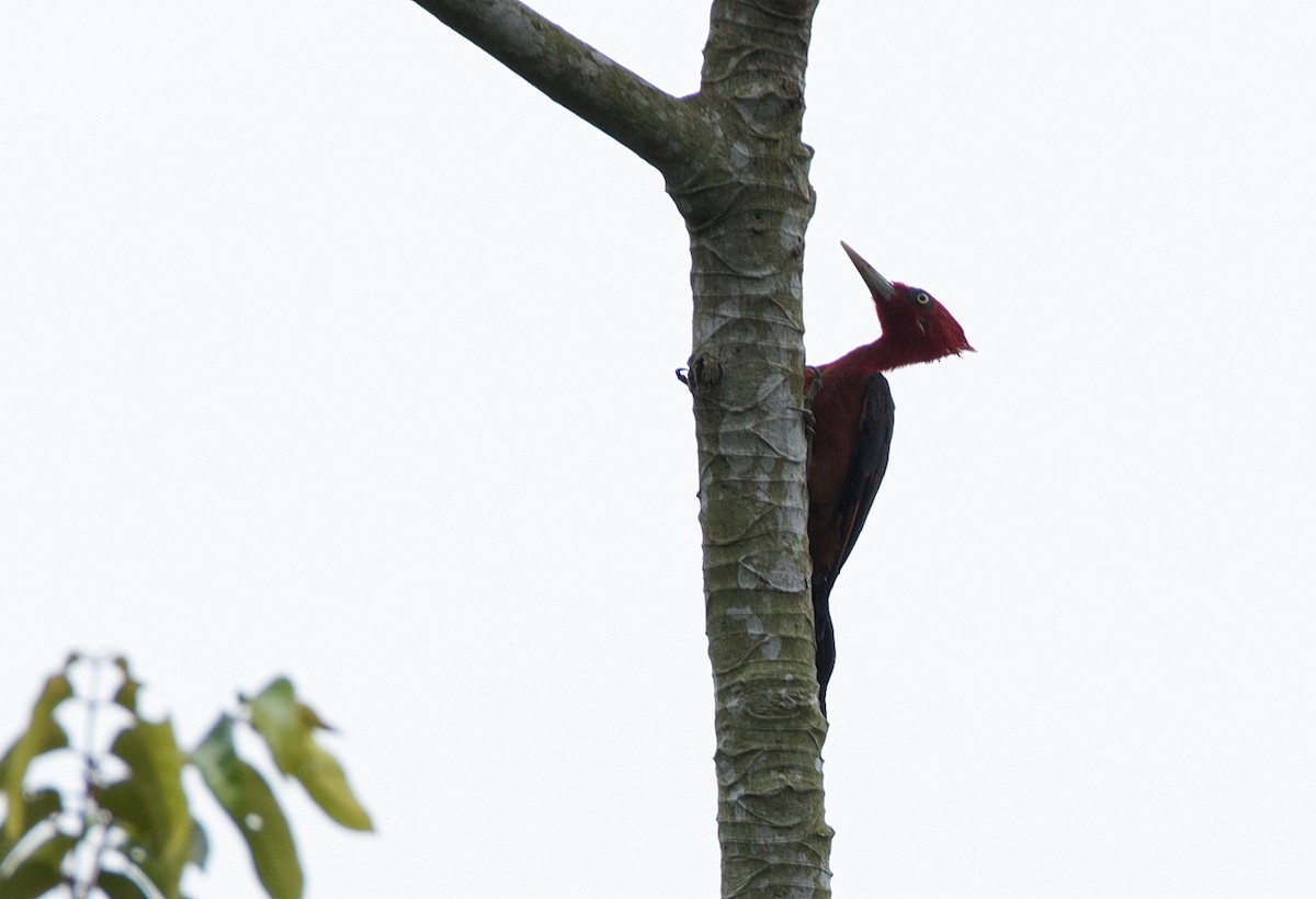 Red-necked Woodpecker - LUCIANO BERNARDES
