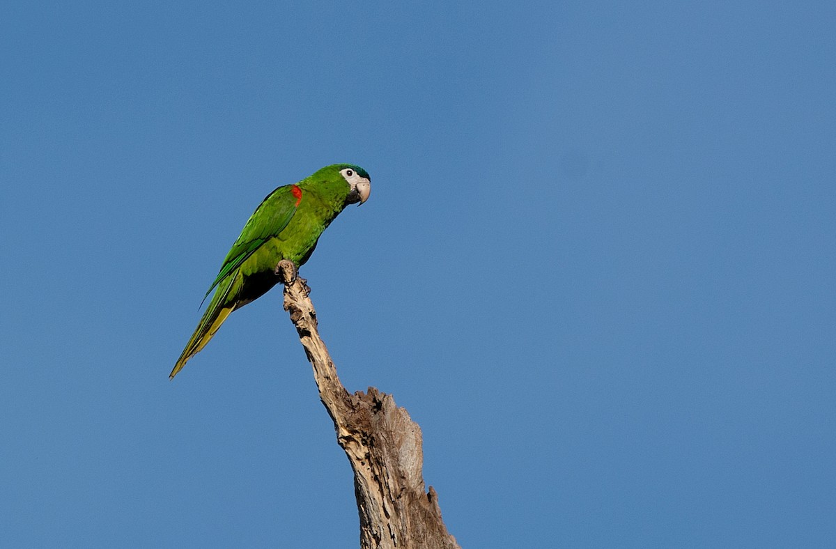 Red-shouldered Macaw - LUCIANO BERNARDES
