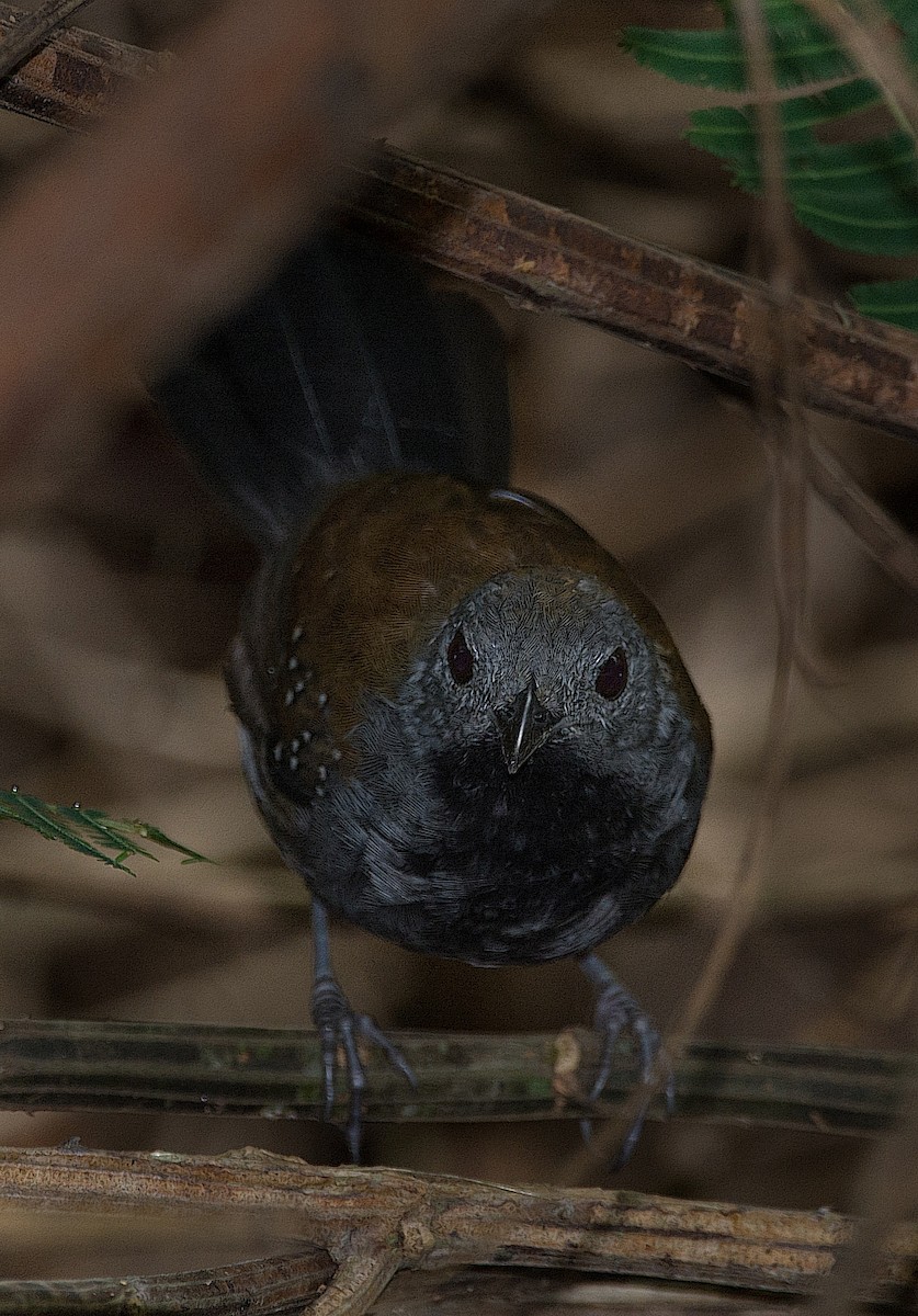 Black-throated Antbird - LUCIANO BERNARDES