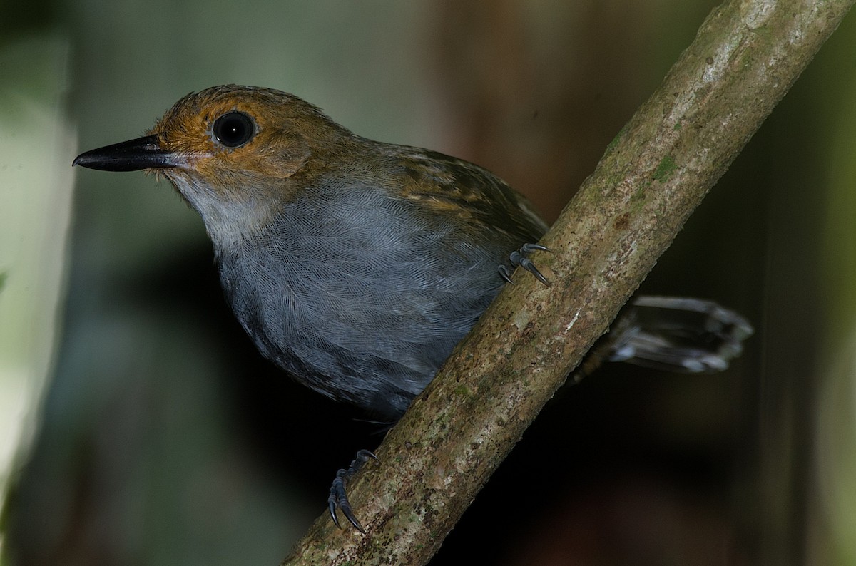 Common Scale-backed Antbird - LUCIANO BERNARDES