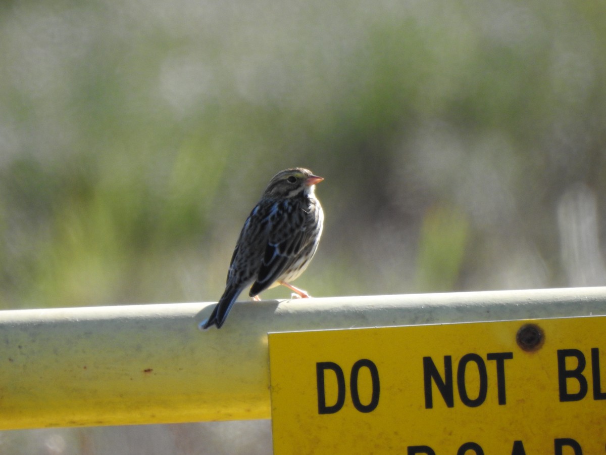 Savannah Sparrow - nicole land