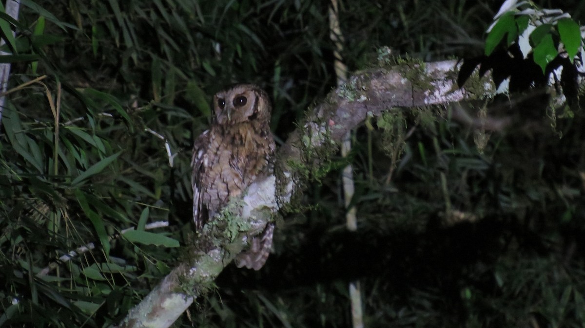 Long-tufted Screech-Owl - ML184520761