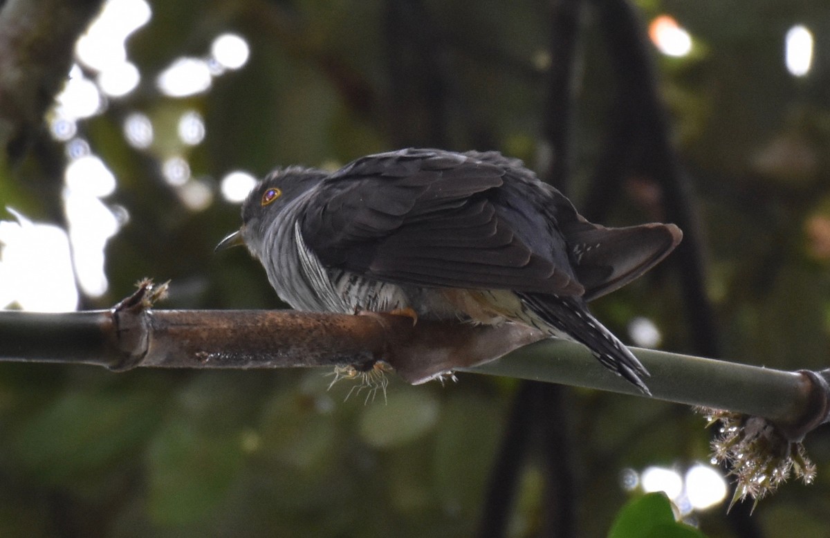 Madagascar Cuckoo - ML184520851