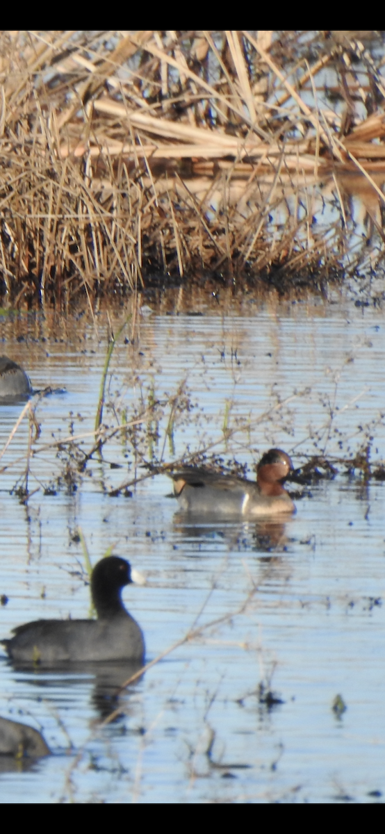 Green-winged Teal - ML184522011