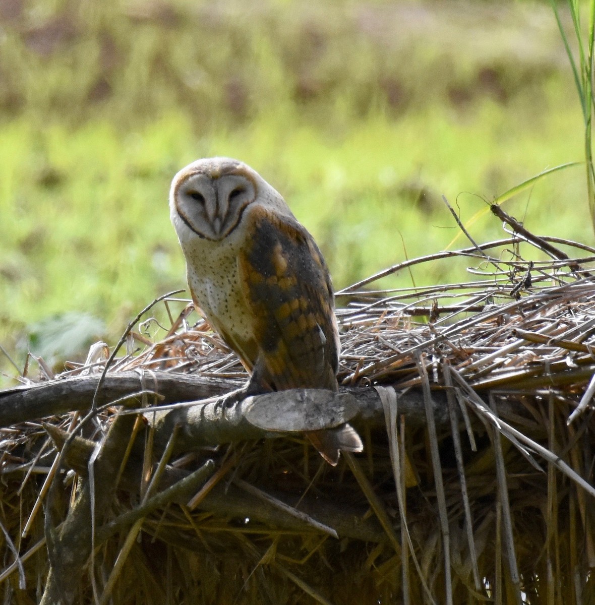 Barn Owl - Suzette Stitely