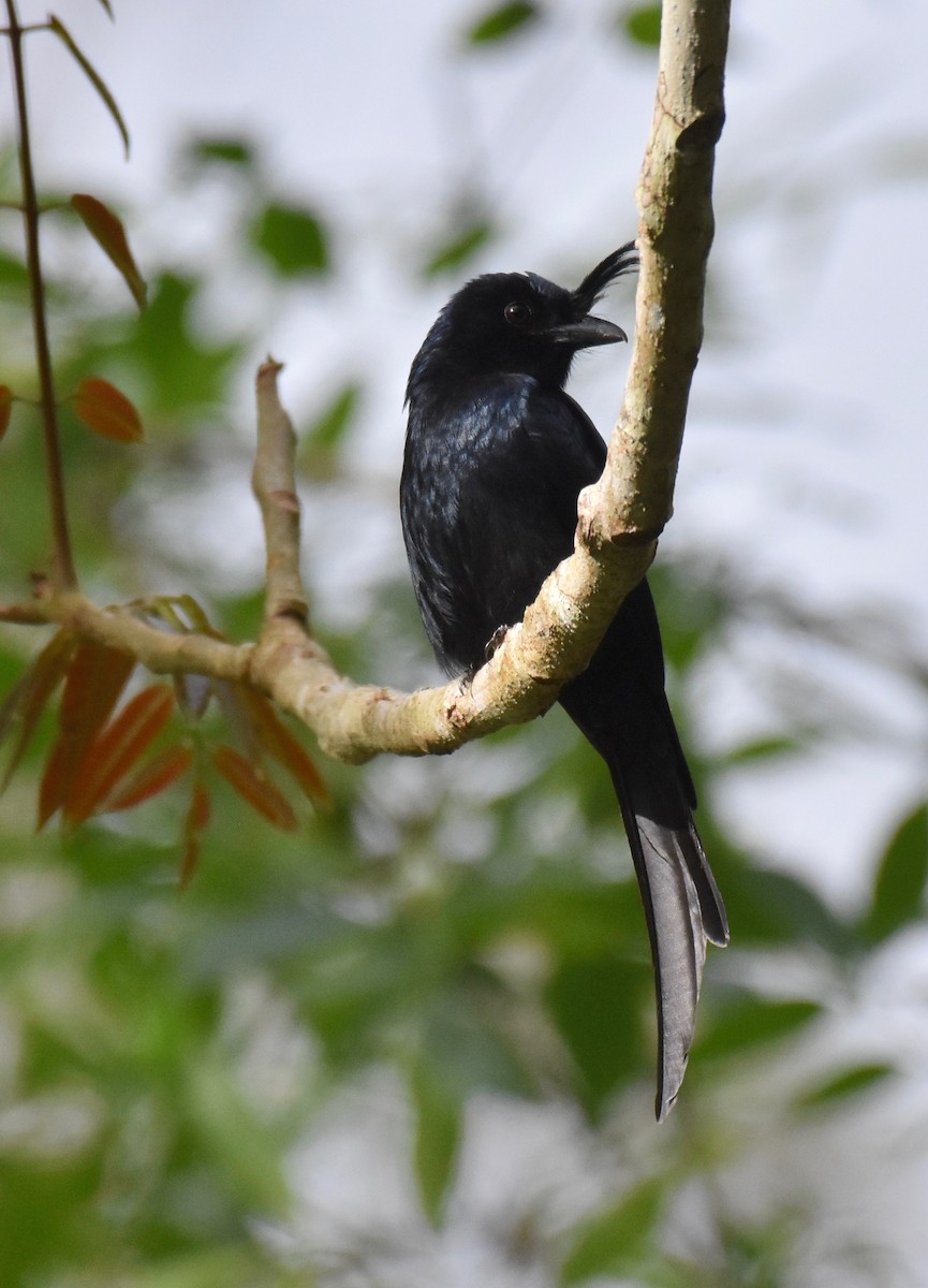 Crested Drongo - ML184524861