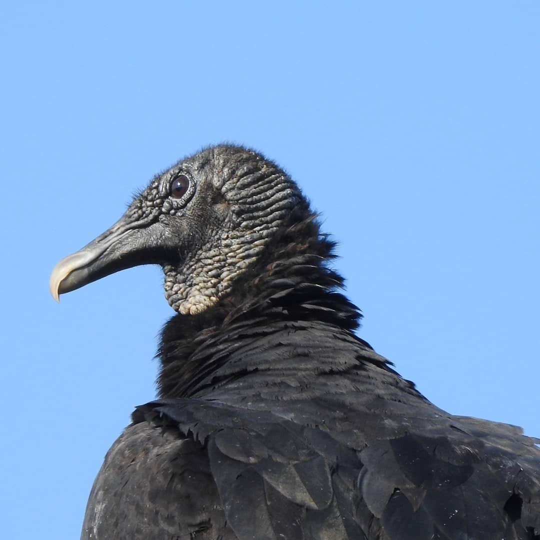 Black Vulture - ML184525461