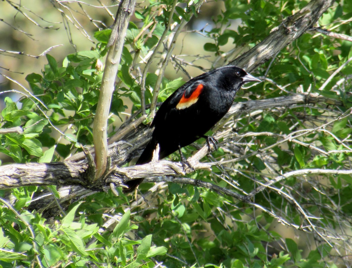Red-winged Blackbird - Al Zerbe