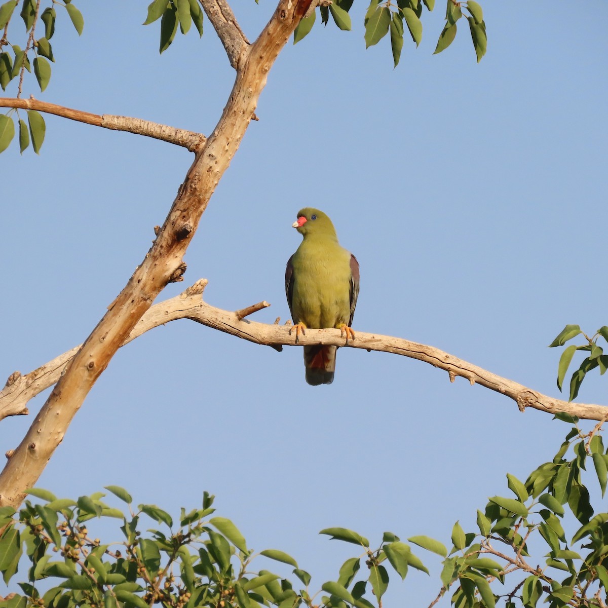 African Green-Pigeon - ML184529471