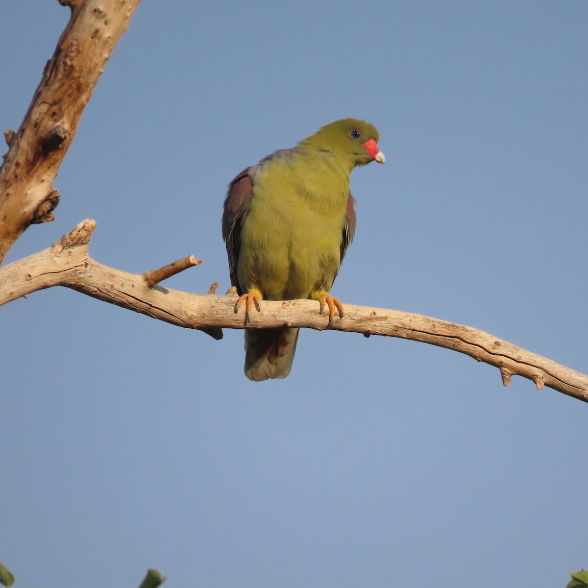 African Green-Pigeon - ML184529551