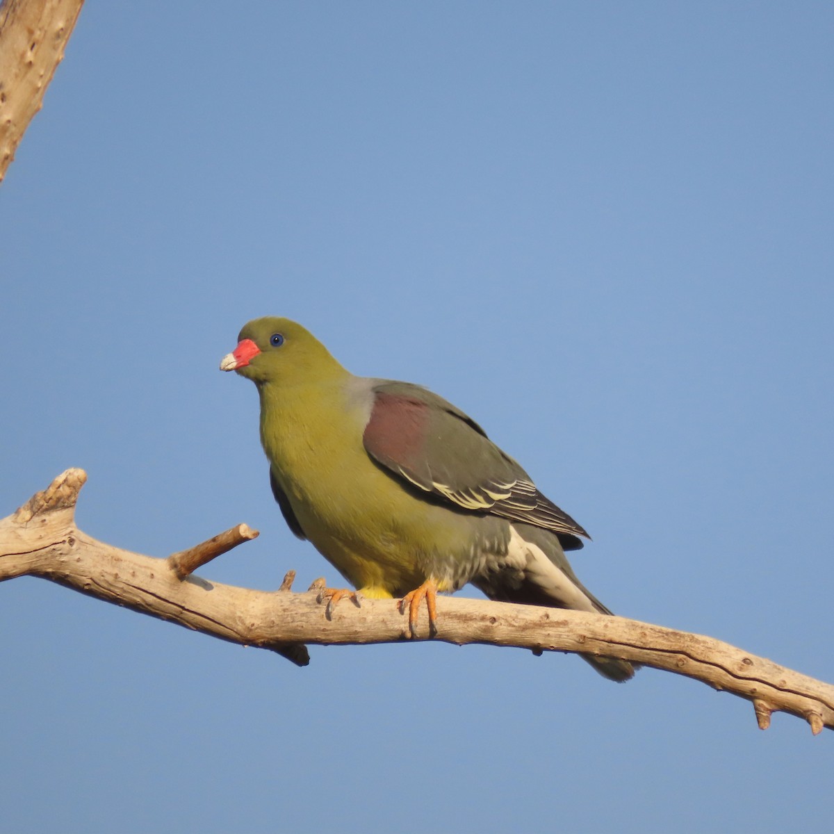 African Green-Pigeon - ML184530391