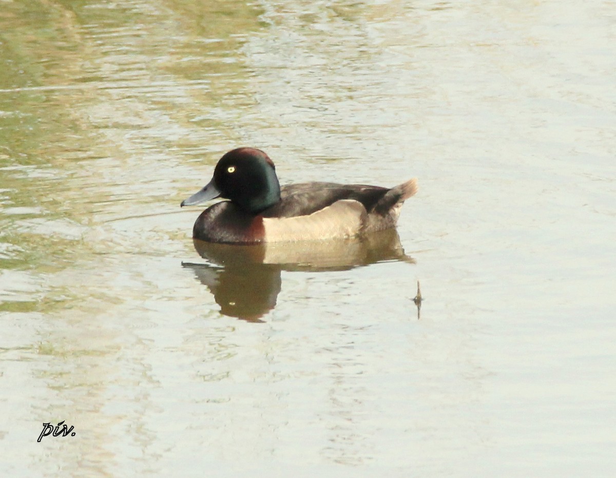 Tufted Duck - ML184531621