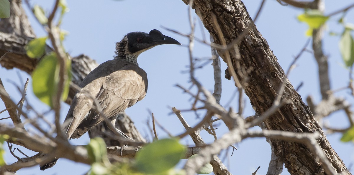 Silver-crowned Friarbird - ML184532641