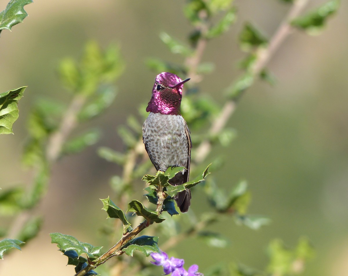 Anna's Hummingbird - Carter Gasiorowski