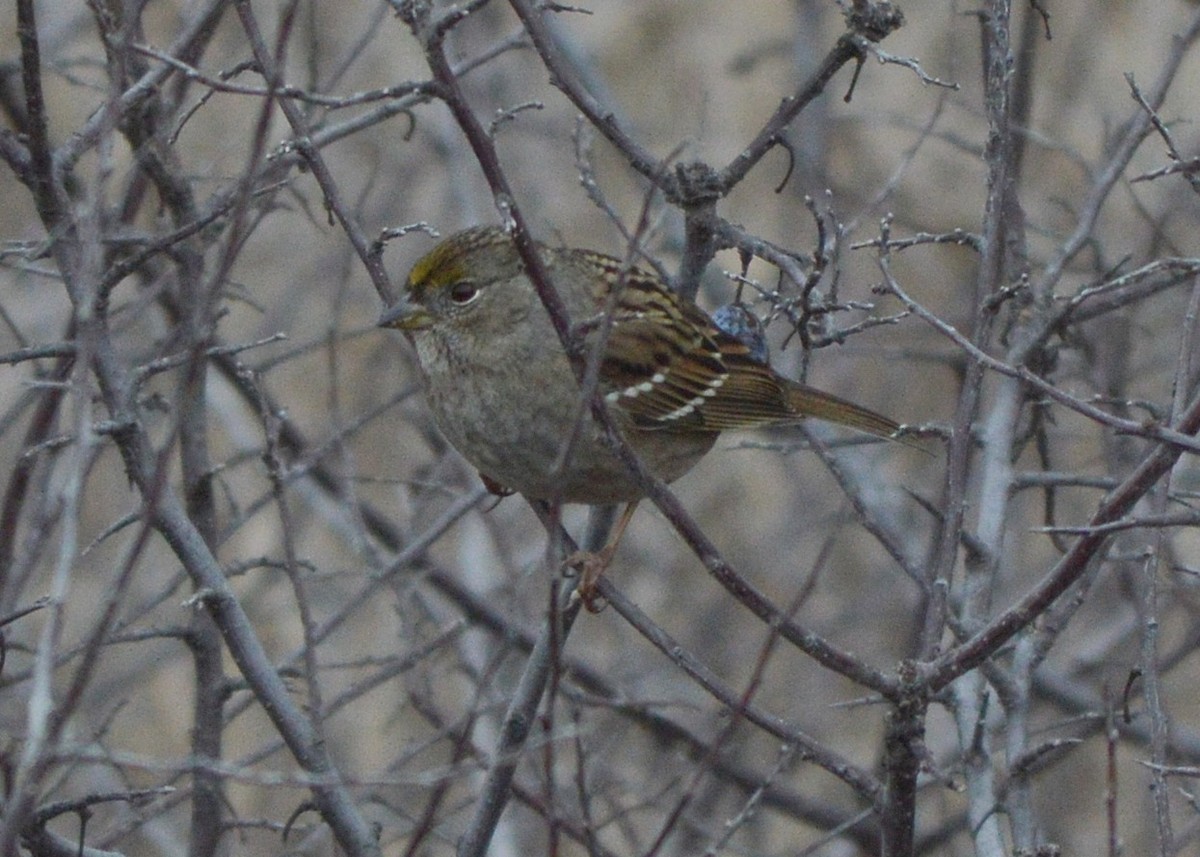 Golden-crowned Sparrow - ML184535551