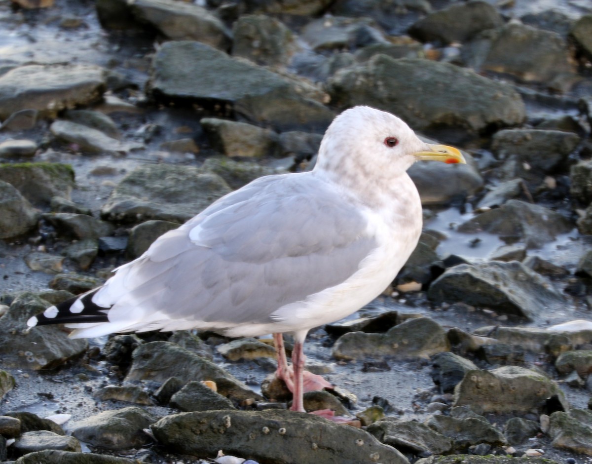 Iceland Gull (Thayer's) - Mike Fung