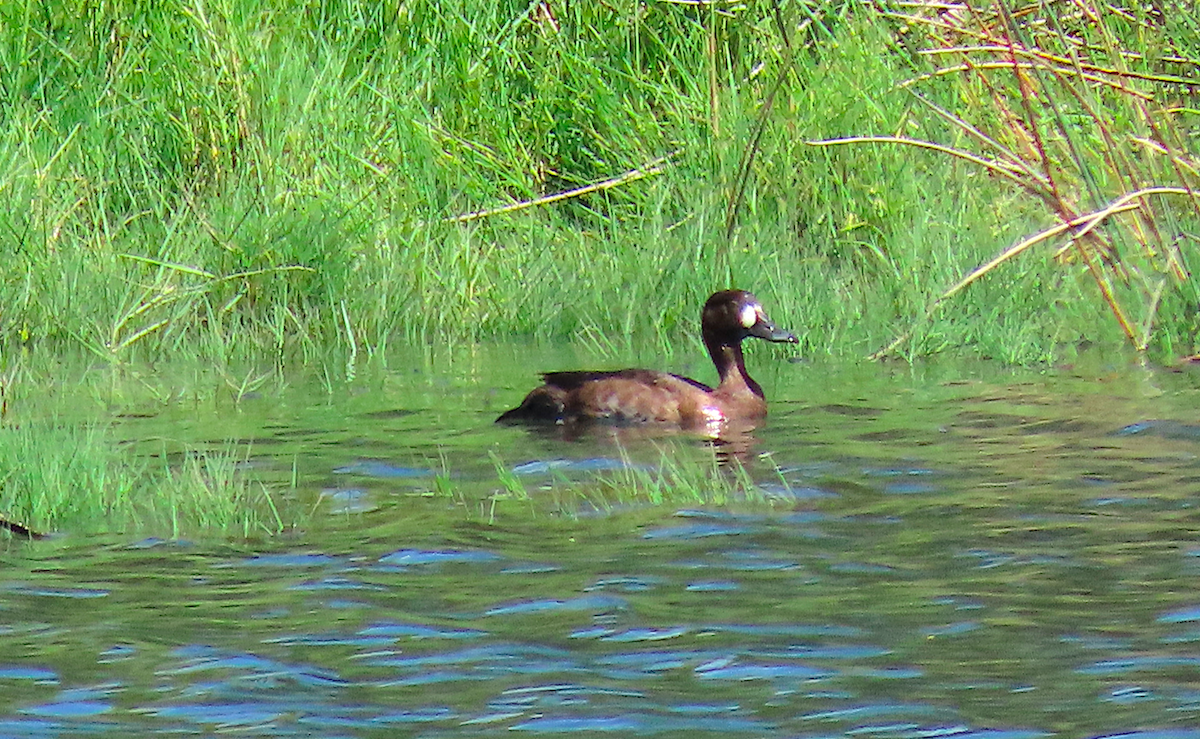 Greater Scaup - ML184536301
