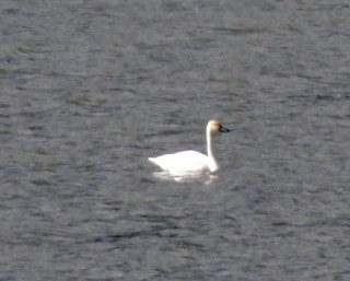 Tundra Swan, ML184537481