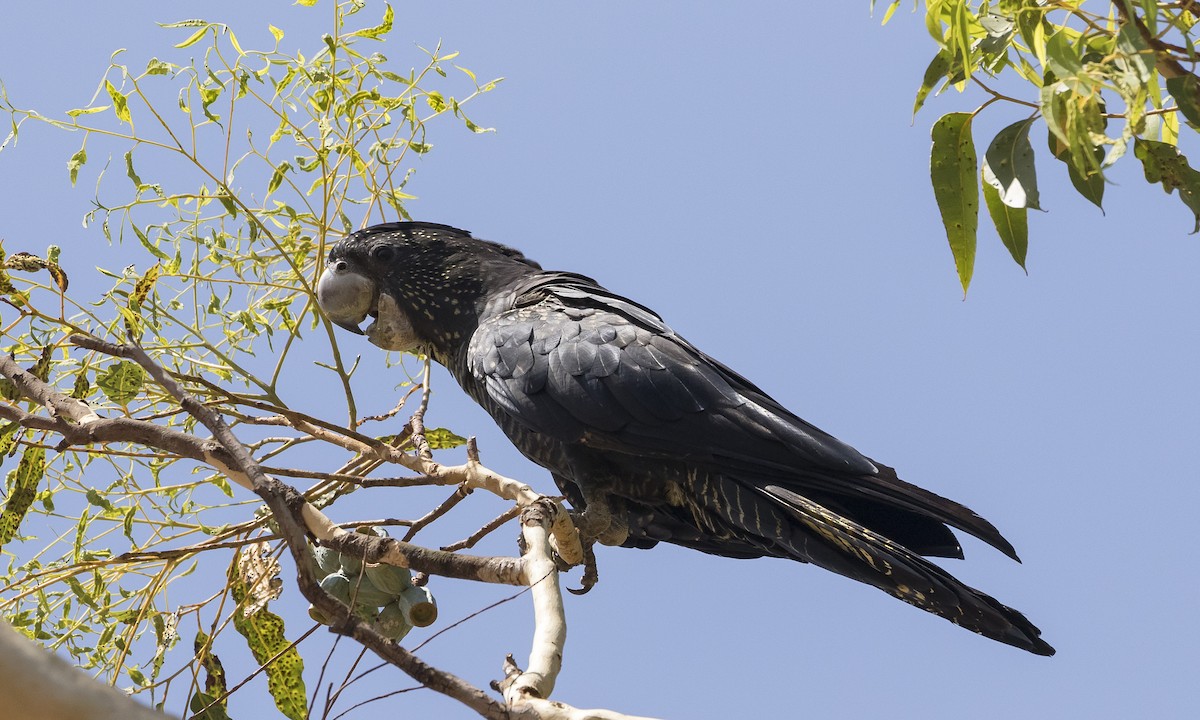 Red-tailed Black-Cockatoo - ML184539251