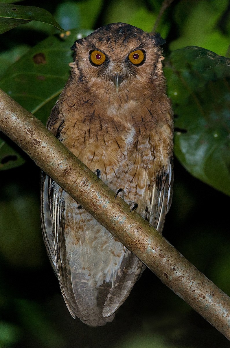 Tawny-bellied Screech-Owl (Austral) - ML184545111