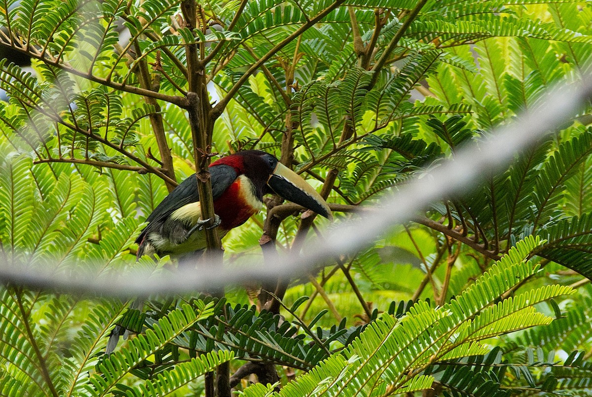 Red-necked Aracari - ML184545361