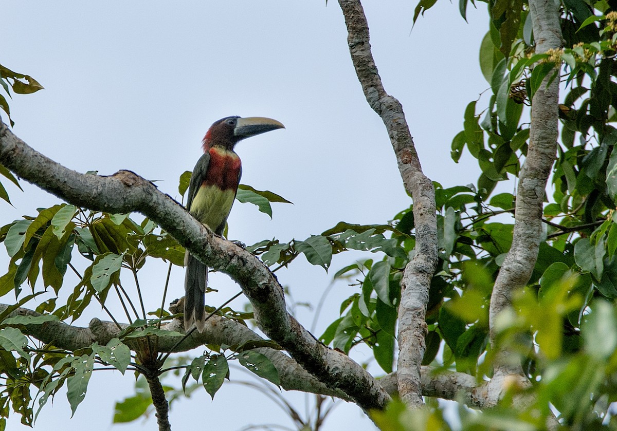 Red-necked Aracari - LUCIANO BERNARDES