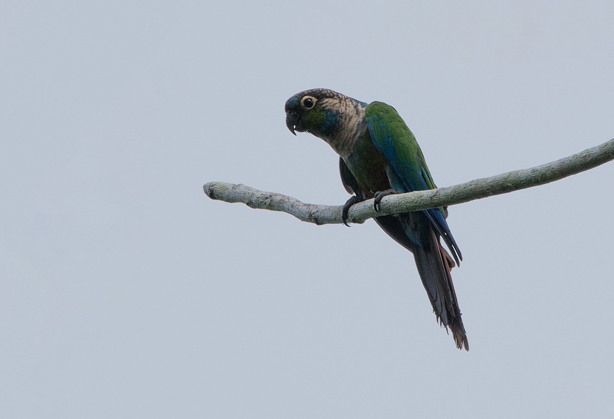 Pearly Parakeet (anerythra) - LUCIANO BERNARDES