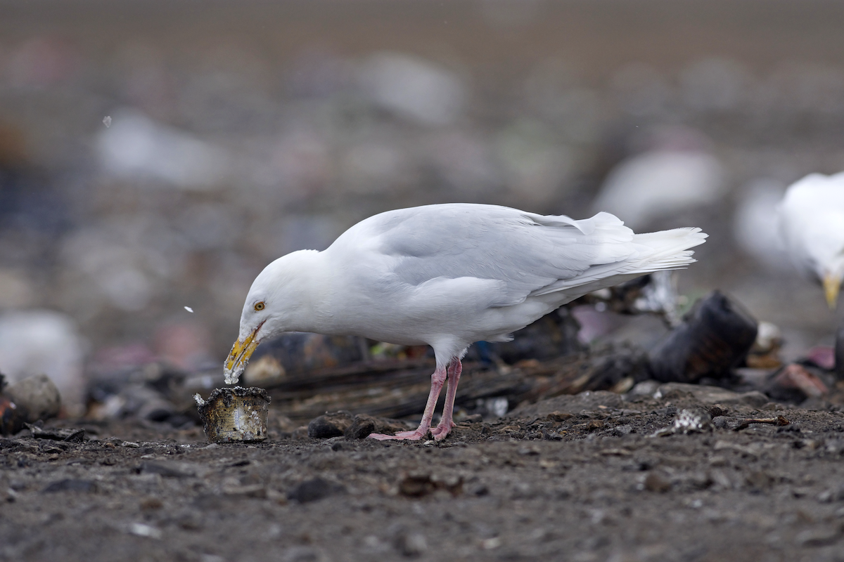 Glaucous Gull - Justin Peter