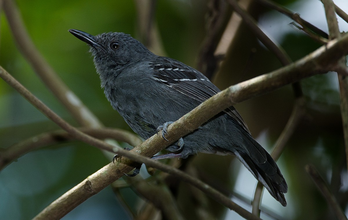 Blackish Antbird - LUCIANO BERNARDES