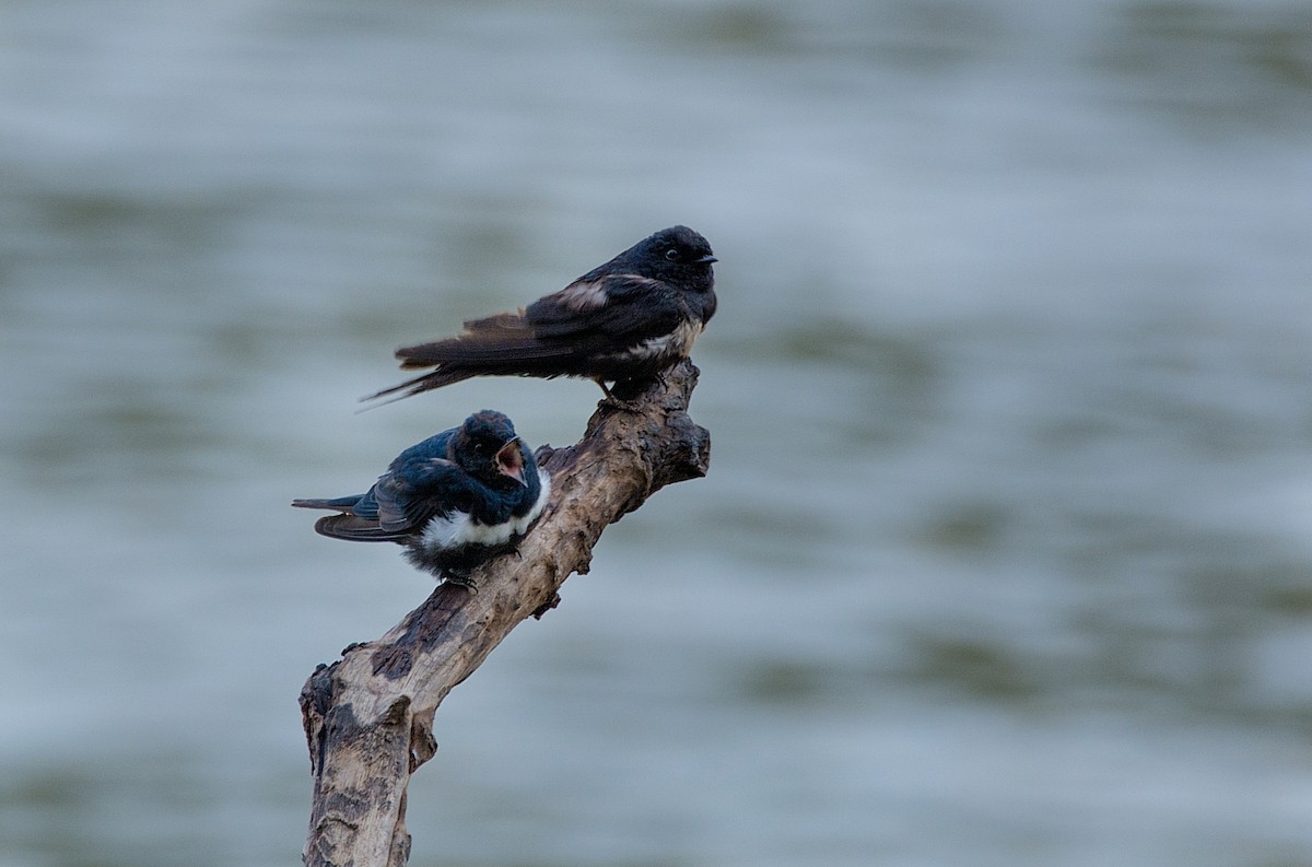 White-banded Swallow - LUCIANO BERNARDES