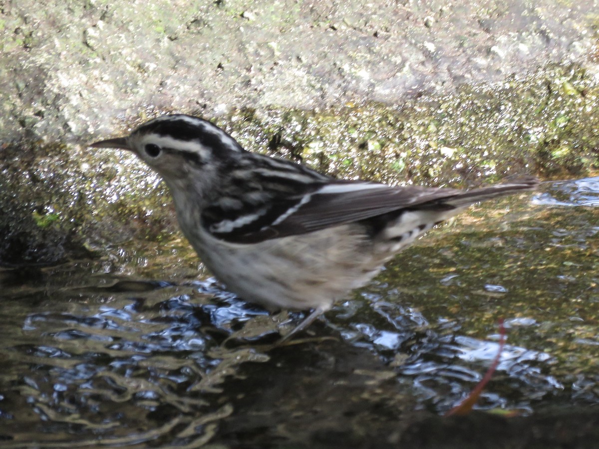 Black-and-white Warbler - ML184551041