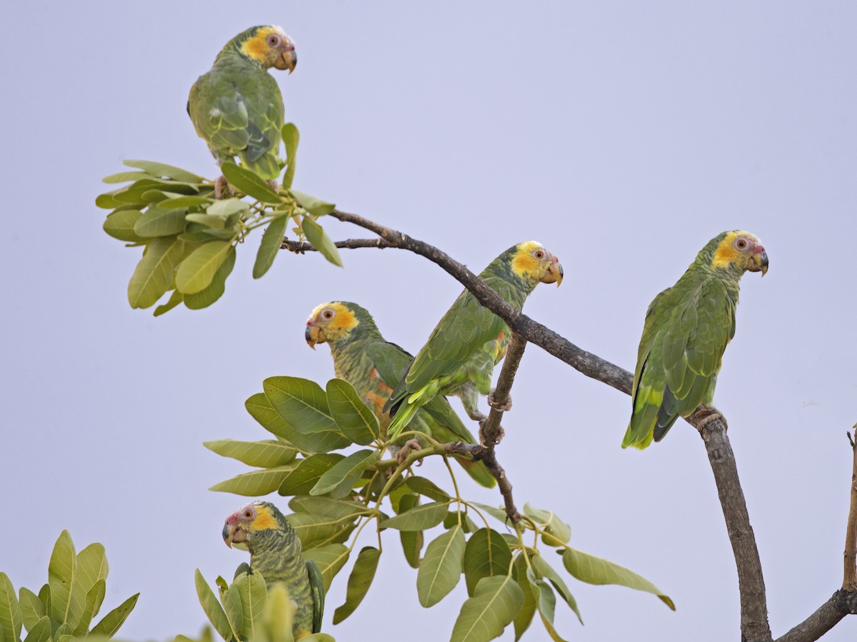 Yellow-faced Parrot - ML184551601