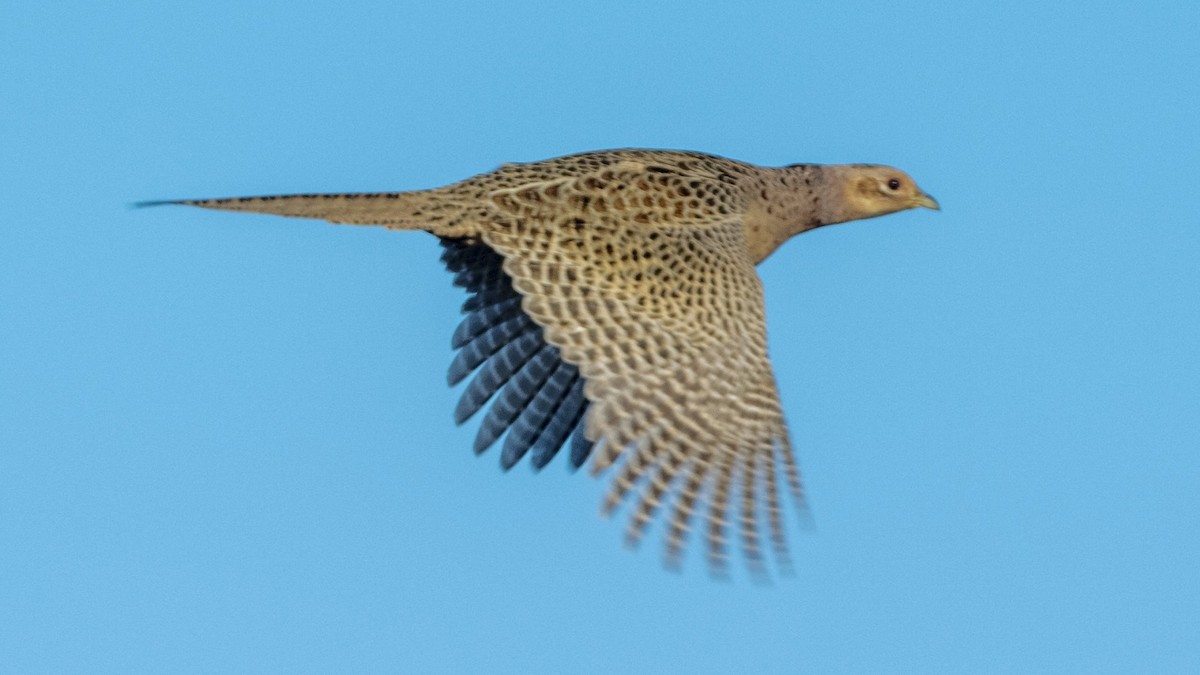 Ring-necked Pheasant - Ivar Husa