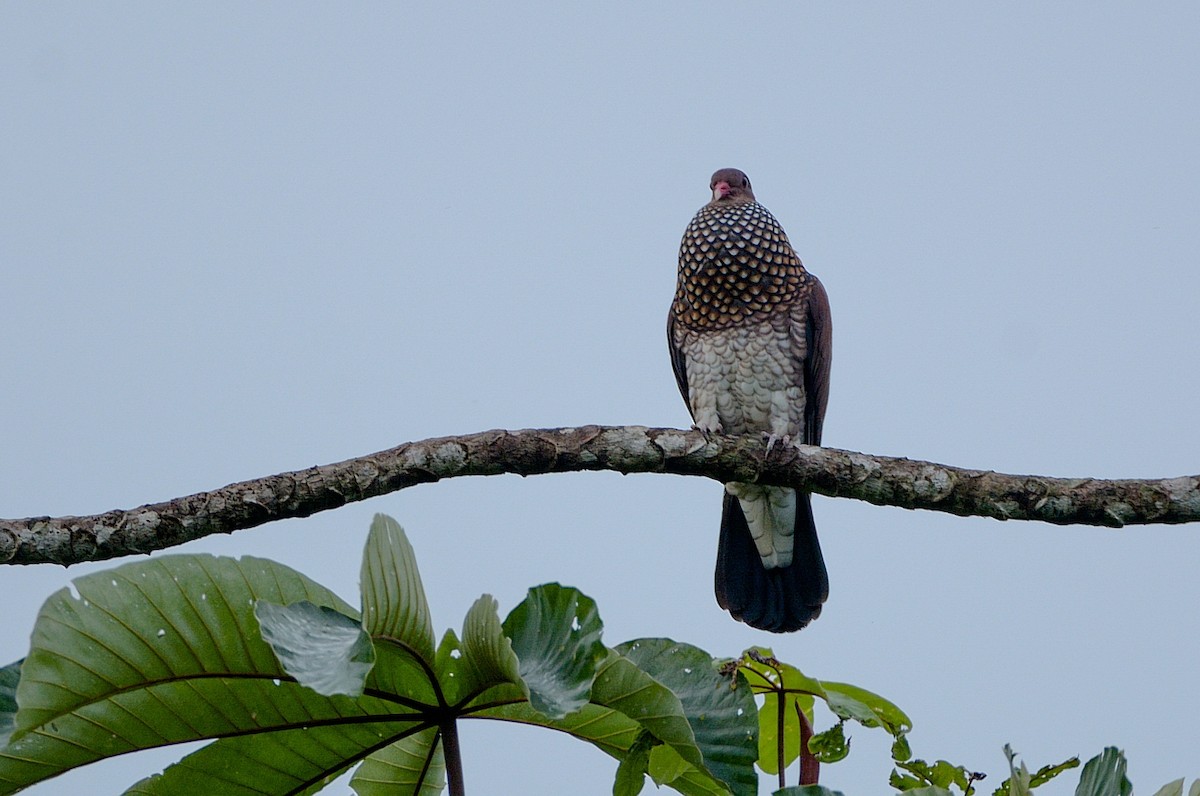 Scaled Pigeon - ML184552641