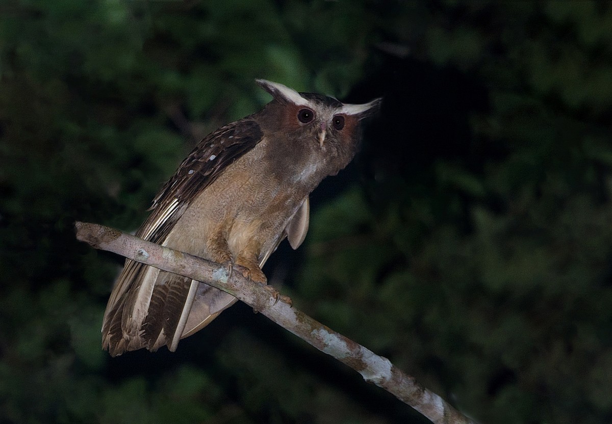 Crested Owl - LUCIANO BERNARDES