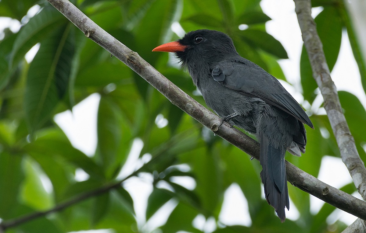 Black-fronted Nunbird - LUCIANO BERNARDES