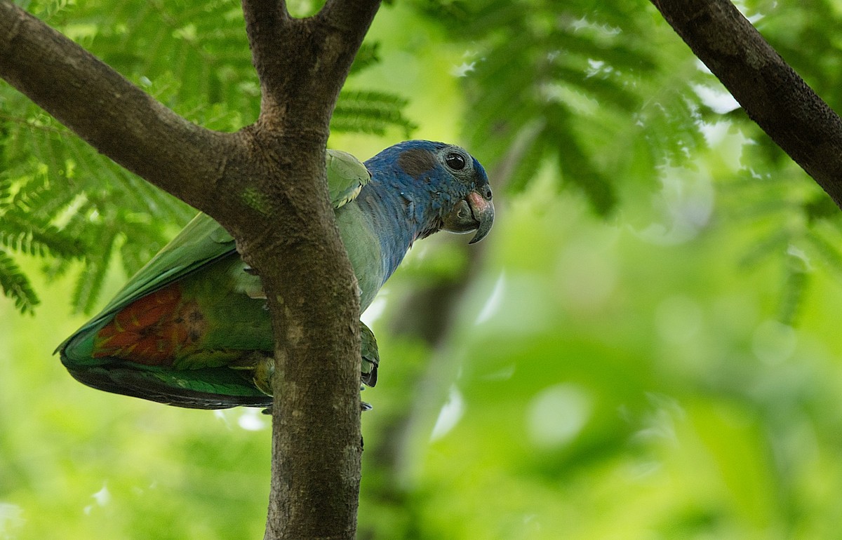 Scaly-headed Parrot - ML184553681