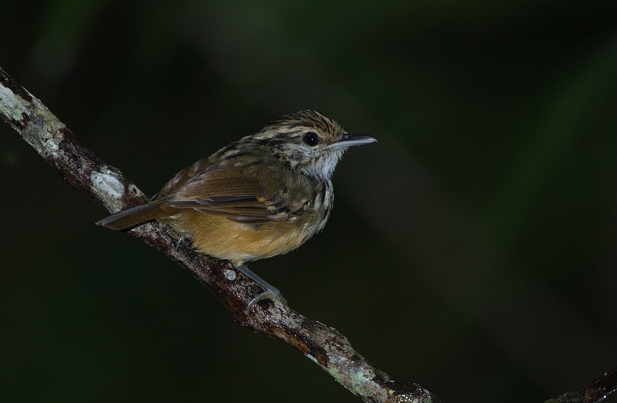 Rondonia Warbling-Antbird - LUCIANO BERNARDES